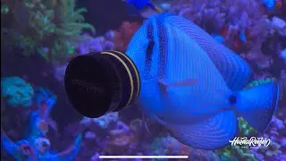 Marine Fish Magnet by HARDCOREEFER