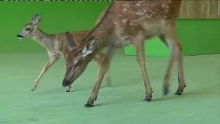 Dressage d'animaux pour le cin&eacute;ma &agrave; Sury-aux-Bois (Loiret)