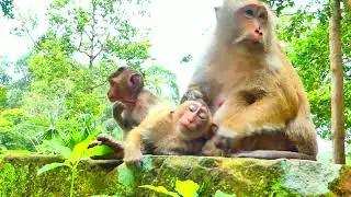 4- LOVE ADORABLE BABY MONKEY PART 33