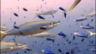 Moments of Diving at the Spice Islands of Banda (III)