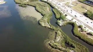 Manatee River - Florida