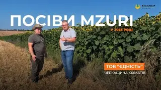 Технологія Mzuri Pro-Til 3 роки на полях Черкащини. Результати роботи.