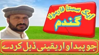 Production Technology of Wheat, for bumper crop yield | zikria agri information.