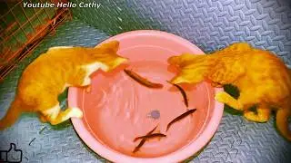 Kittens catching loach, Meow!😸