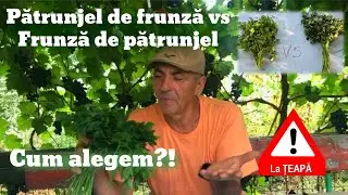Te-ai păcălit și tu? Top diferențe &icirc;ntre pătrunjelul de frunză și frunza de pătrunjel