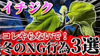 【イチジク】冬にやってはいけないNGな行為3選！コレやると枯れるかもしれません