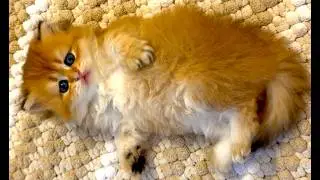 ❤️ The daily routine of mother cats and their kittens