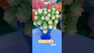 How to Grow a PERFECT Donkey Tail Succulent Planter
