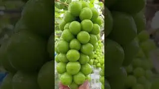 #nature #garden #fruit #grape #fresh