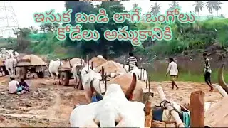 sand cart load pulling bulls for sale,6303244986