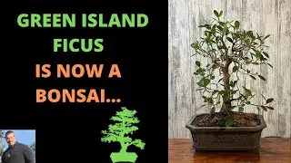 A LARGE GREEN ISLAND FICUS GOES INTO A BONSAI POT
