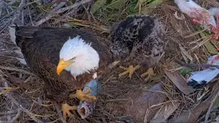 Connie brings whole fish for breakfast | Captiva Eagle Cam | Jan 28, 2026