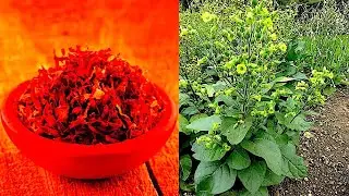 The Tobacco: The  Plant & The Totem (+ Offering Tobacco)