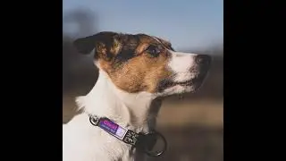 A unique new generation of dog tags, absolutely beautiful text and color matching, silent。
