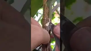 ROOT GRAFTING | DO THIS TECHNIQUE INSTEAD OF MARCOTING