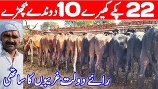 Bachra Farming Business in Pakistan | How To Start Bachra Farm Business in 2026 | Profitable Farming