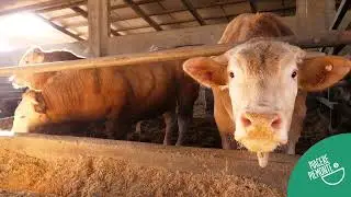 Cooperativa Asprocarne 2 - Filiera Corta