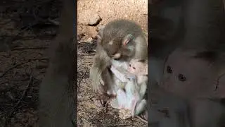 FLORIN baby-monkey Gate Milk🐒😅KD5 #shorts #animals #viral #shortsvideo #youtubeshorts #monkeys