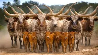 Herding Thousands of Cute, Tame Cows Roaming the Road - Cow Sounds. Cows Dancing. Cows. Cute Cows. 3