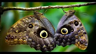 The World’s Most Beautiful and Rarest Butterflies – A Nature’s Masterpiece