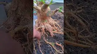 Proses pemilihan akar, bahan bonsai sancang.  #bonsai #bonsaitree #bonsaiindonesia #bonsailovers