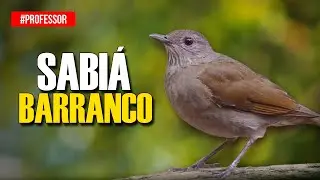 CANTO do SABIÁ BARRANCO para ESQUENTAR e TREINAR seu SABIÁ-BARRANCO | CANTO LINDO!