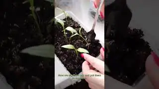 Выращивание халапеньо в домашних условиях часть 3. Growing jalapeno pepper at home рart 3.