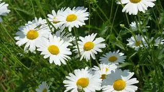 #春！ ② #フランスギク！ Ox-eye daisy.