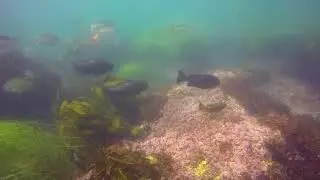 Laguna Freediving - Shaw's Cove