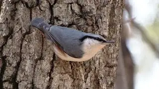 Поползень. ( Sitta europaea )