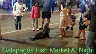 Galapagos fish market at night, sea lions are adorable