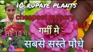 Delhi ke Sabse saste plants. only 10 rupees plants !?