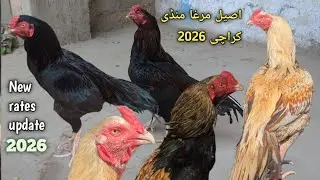 Lalukhet Sunday Aseel Murga market 11,Jan,2026 Murga Mandi New video || New rates update Hindi /Urdu