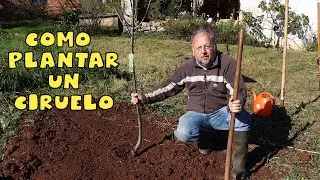Como plantar ciruelo, consejos y trucos #tuhuertofacil