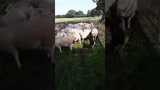 Working kelpie in pens: Devonairs(UK) Jett