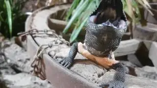 Angry - Heloderma suspectum