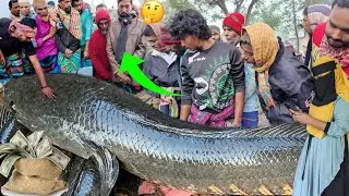 ফেব্রুয়ারি মাসের শুরুতে পাওয়া গেল বিলের দানব শোল! Village fish market dohar dobli bazar 
