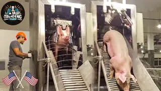 Millions Of Pigs Processing Factory Per Day | Inside Germany&rsquo;s Cutting Edge Meat Industry