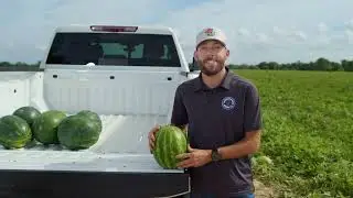 Protect Your Melon: Seat Belt