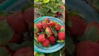 Vous pouvez commander vos plante fraiser au 774233396. #agriculture #fraise