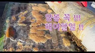 Пчеловодство!! Это то, чем вы обязательно должны заняться прямо сейчас (ошибка в видео исправлена...