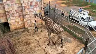 ZOOL&Oacute;GICO ANIMAYA, MARQUESITAS del centro! ASMR  4K!