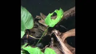 Tigerbarsch belauert Molly