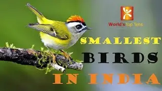 Smallest Birds In North America/Smallest Birds In India