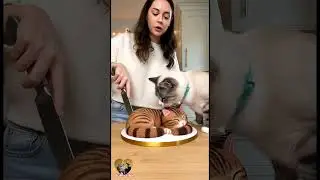 Funny AI Cat Reaction to Hyper-Realistic Cat Cake