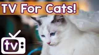 Cat TV: TV for Cats to Watch! Ducks and Geese in Water Entertainment to Combat Boredom in Cats!