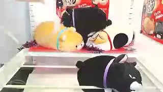 Mochikko Hige Manju BIG Black Kitty Plush win on Toreba!!