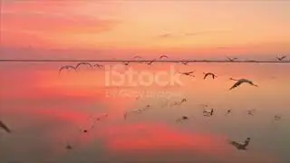Flamingos flying