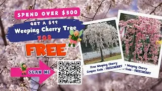 🌸 FREE Weeping Cherry Tree?! | Limited Time Offer at Hello Hello Plants!