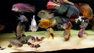 1100 liter American cichlid tank.Breidohri festae bocourti pearsei hartwegi zonatus regani